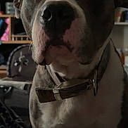 Athena is registered to the contest to win money with this photo: dog, pet, indoor, close_up, collar, animal, brown, white, face, ears, sitting, furniture, shelf, household, background, portrait, domestic, canine, looking, expression