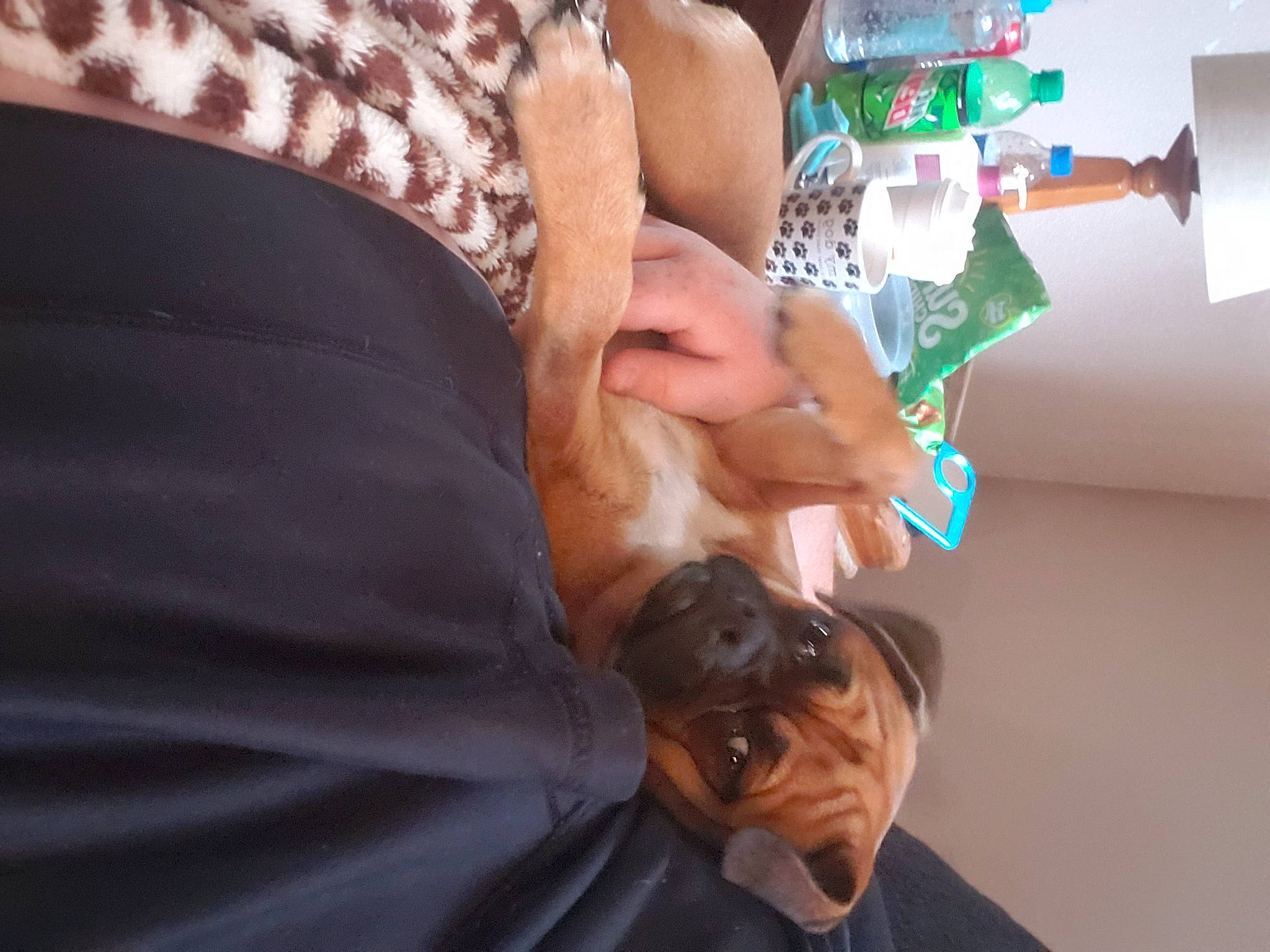 Stella joined the competition — help win amazing prizes! bottle, canidae, carnivore, companion_dog, dog, dog_breed, event, fashion_accessory, felidae, flesh, formal_wear, fun, fur, gesture, guard_dog, hair_coloring, human, nail, sporting_group, wrist