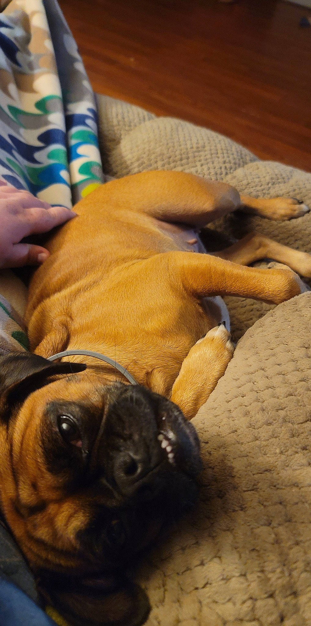 Stella is registered to the contest to win money with this photo: canidae, carnivore, comfort, companion_dog, dog, dog_breed, fawn, guard_dog, nail, nap, paw, puppy, puppy_love, snout, sporting_group, toy_dog, working_animal, working_dog, wrinkle, wrist