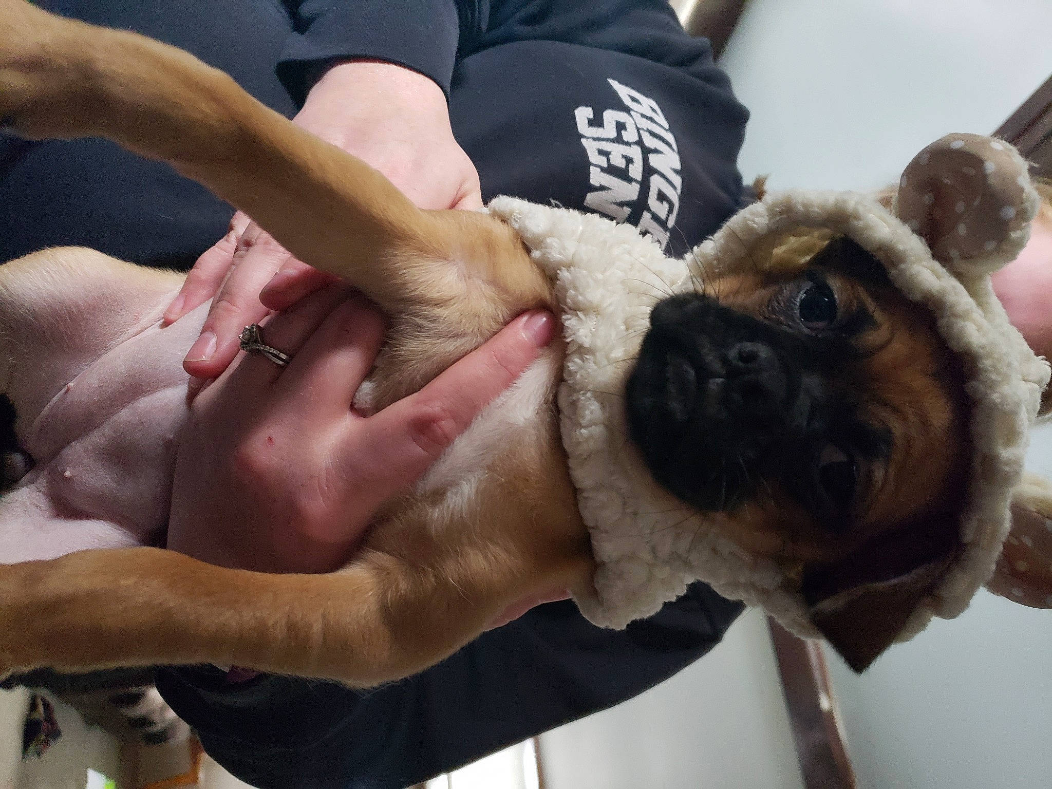 Stella is registered to the contest to win money with this photo: canidae, carnivore, companion_dog, dog, dog_breed, elbow, event, fawn, foot, fur, gesture, human_leg, knee, mammal, paw, snout, sporting_group, thigh, working_animal, wrist