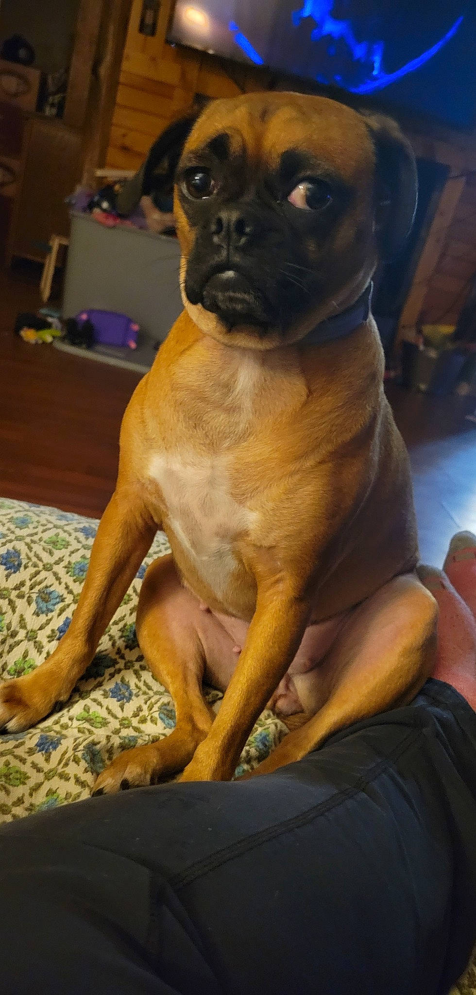 Stella is registered to the contest to win money with this photo: ancient_dog_breeds, canidae, carnivore, comfort, companion_dog, dog, dog_breed, fawn, molosser, non_sporting_group, paw, snout, sporting_group, terrestrial_animal, toy_dog, whiskers, working_animal, working_dog, wrinkle