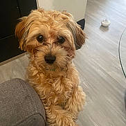 Geo is registered to the contest to win money with this photo: adorable, animal, brown_fur, close_up, companion, couch, curly_fur, cute, dog, domestic_animal, ears, floor, friendly, fur, home, indoor, looking_up, paw, pet, snout