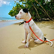 Snooky a rejoint le concours — aidez-le/la à gagner de superbes lots ! dog, beach, sand, ocean, leash, collar, trees, sky, clouds, water, outdoor, pet, animal, sitting, nature, sunlight, quiet, calm, summer, vacation