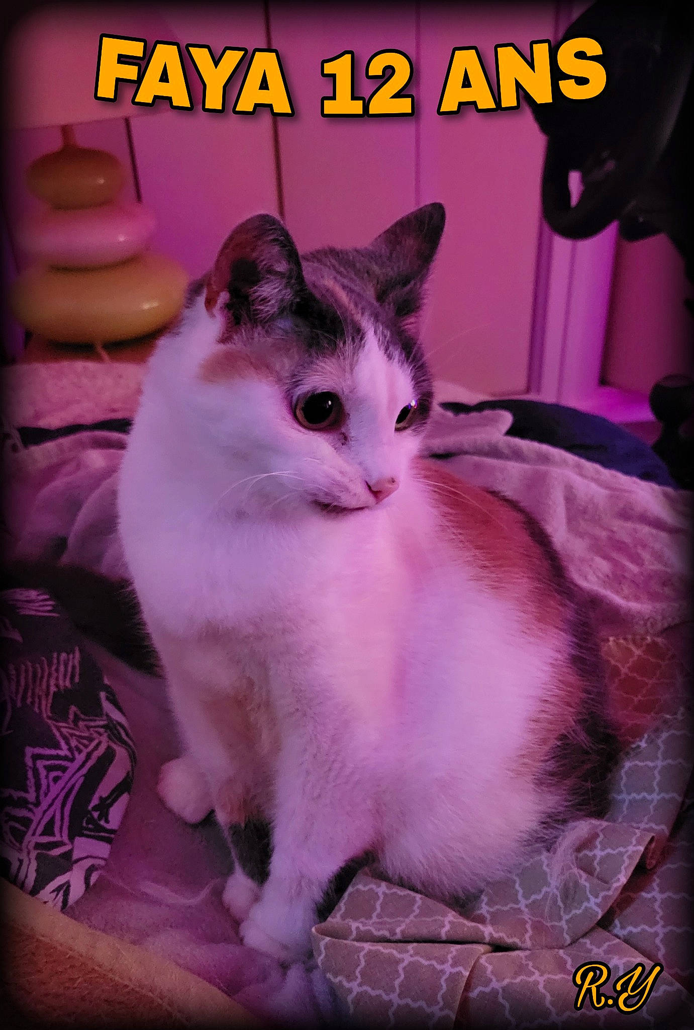 Faya participe au concours pour gagner de l'argent avec cette photo : carnivore, cat, cat_supply, comfort, domestic_short_haired_cat, felidae, font, fur, internet_meme, magenta, paw, pet_supply, photo_caption, pink, poster, publication, purple, small_to_medium_sized_cats, tail, whiskers