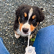 Aedwige a rejoint le concours — aidez-le/la à gagner de superbes lots ! puppy, dog, rope, playful, gravel, denim, jeans, cute, pet, animal, outdoor, young, fur, black, brown, white, whiskers, closeup, lookingup, adorable
