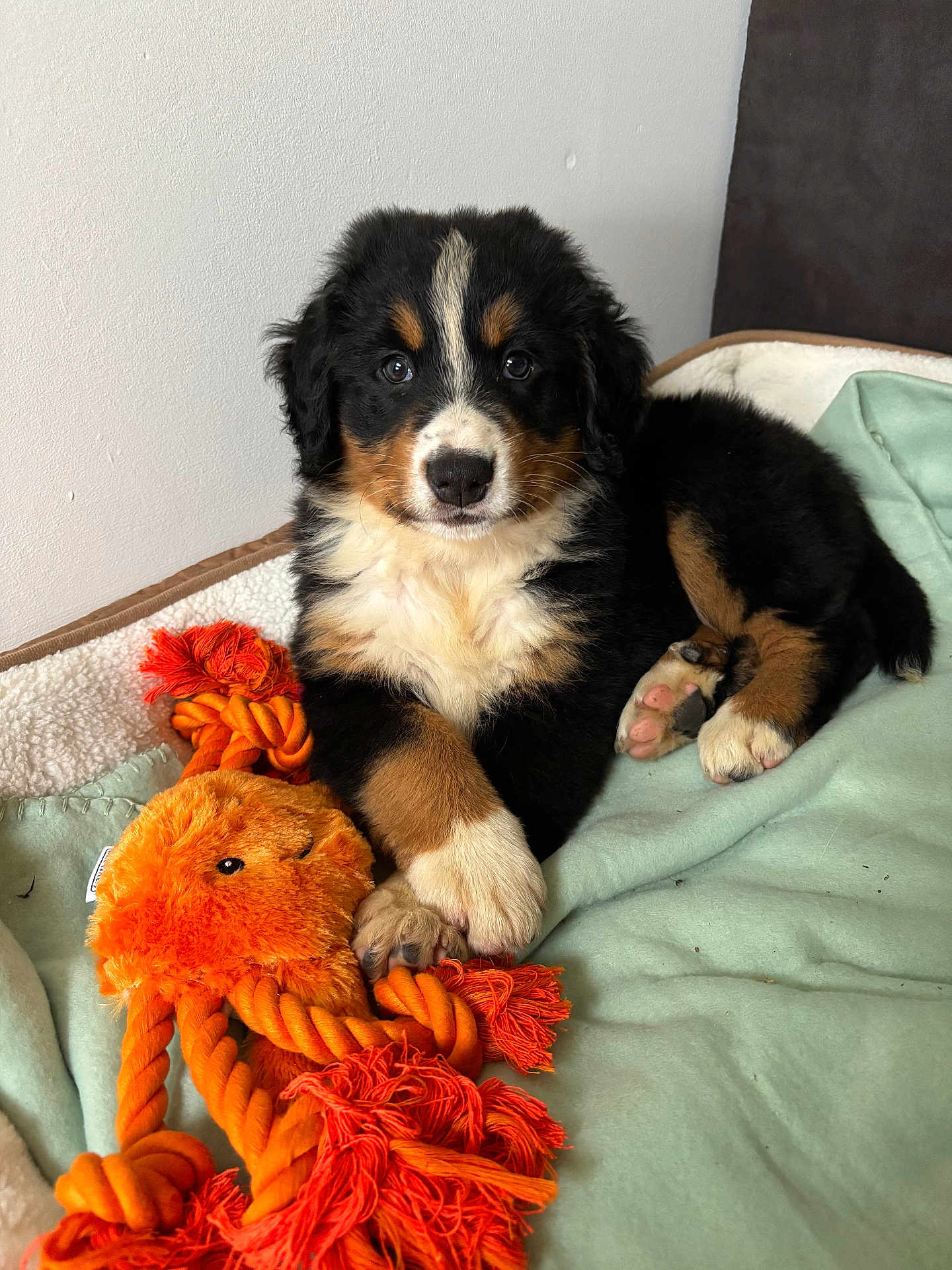 Aedwige participe au concours pour gagner de l'argent avec cette photo : puppy, dog, bernese_mountain_dog, toy, rope_toy, orange, blanket, bed, indoor, cute, pet, fur, animal, paw, resting, playful, young, adorable, soft, cozy