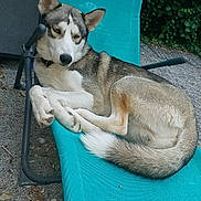 Uky participe au concours pour gagner de l'argent avec cette photo : dog, husky, outdoor, chair, lounging, relaxed, animal, pet, fur, paws, ears, tail, gravel, greenery, nature, resting, summer, daytime, canine, comfortable