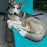 dog, husky, outdoor, chair, lounging, relaxed, animal, pet, fur, paws, ears, tail, gravel, greenery, nature, resting, summer, daytime, canine, comfortable