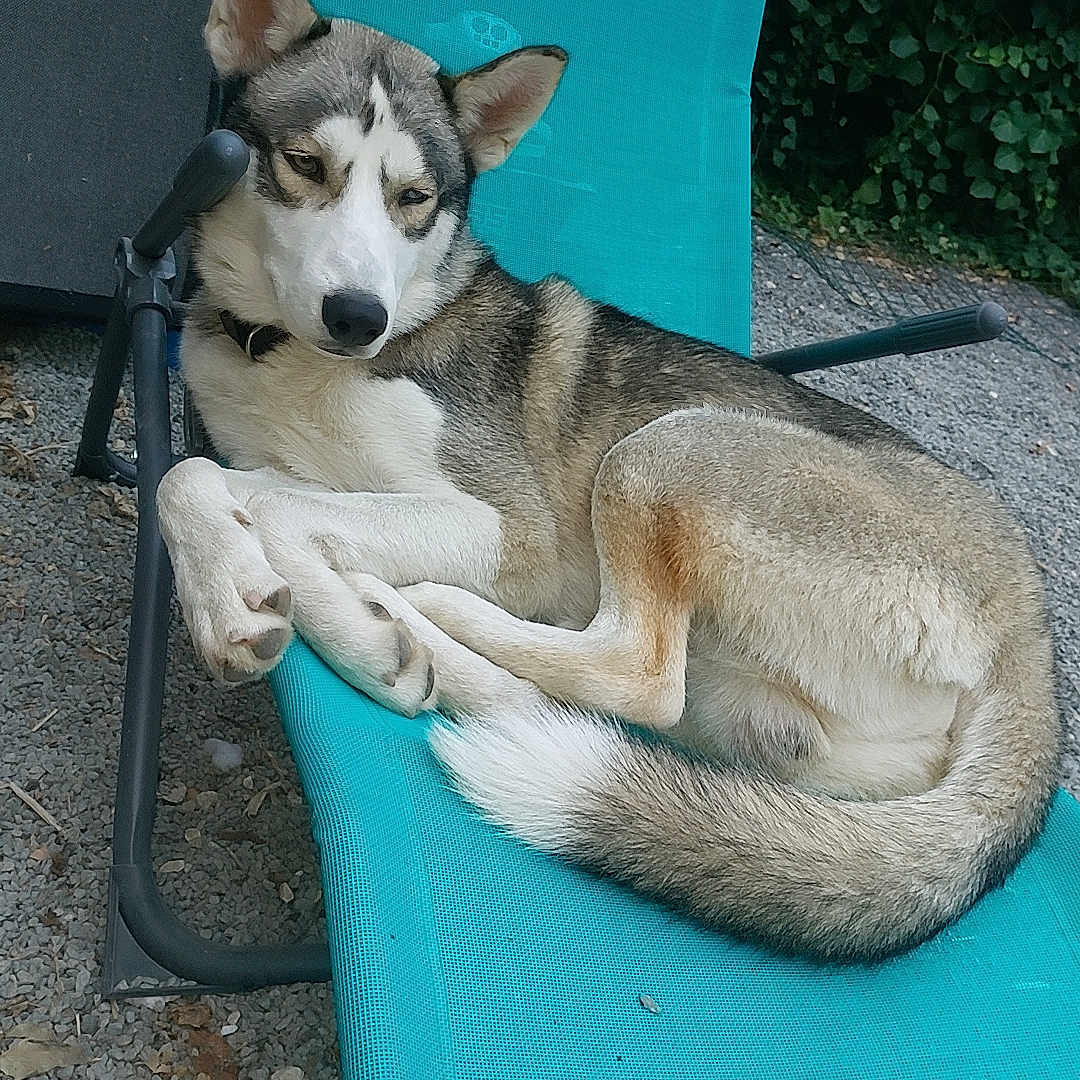 Uky participe au concours pour gagner de l'argent avec cette photo : dog, husky, outdoor, chair, lounging, relaxed, animal, pet, fur, paws, ears, tail, gravel, greenery, nature, resting, summer, daytime, canine, comfortable