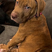 Tito is registered to the contest to win money with this photo: puppy, dog, brown_dog, couch, sofa, indoor, pet, animal, canine, collar, cute, looking_back, young_dog, domestic_animal, furniture, relaxed, companion, household, cozy, portrait