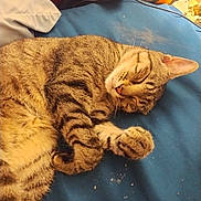 Loki is registered to the contest to win money with this photo: cat, tabby_cat, sleeping, pet, animal, feline, fur, whiskers, paw, bed, pillow, indoor, resting, closeup, striped, cute, domestic_animal, cozy, relaxed, mammal