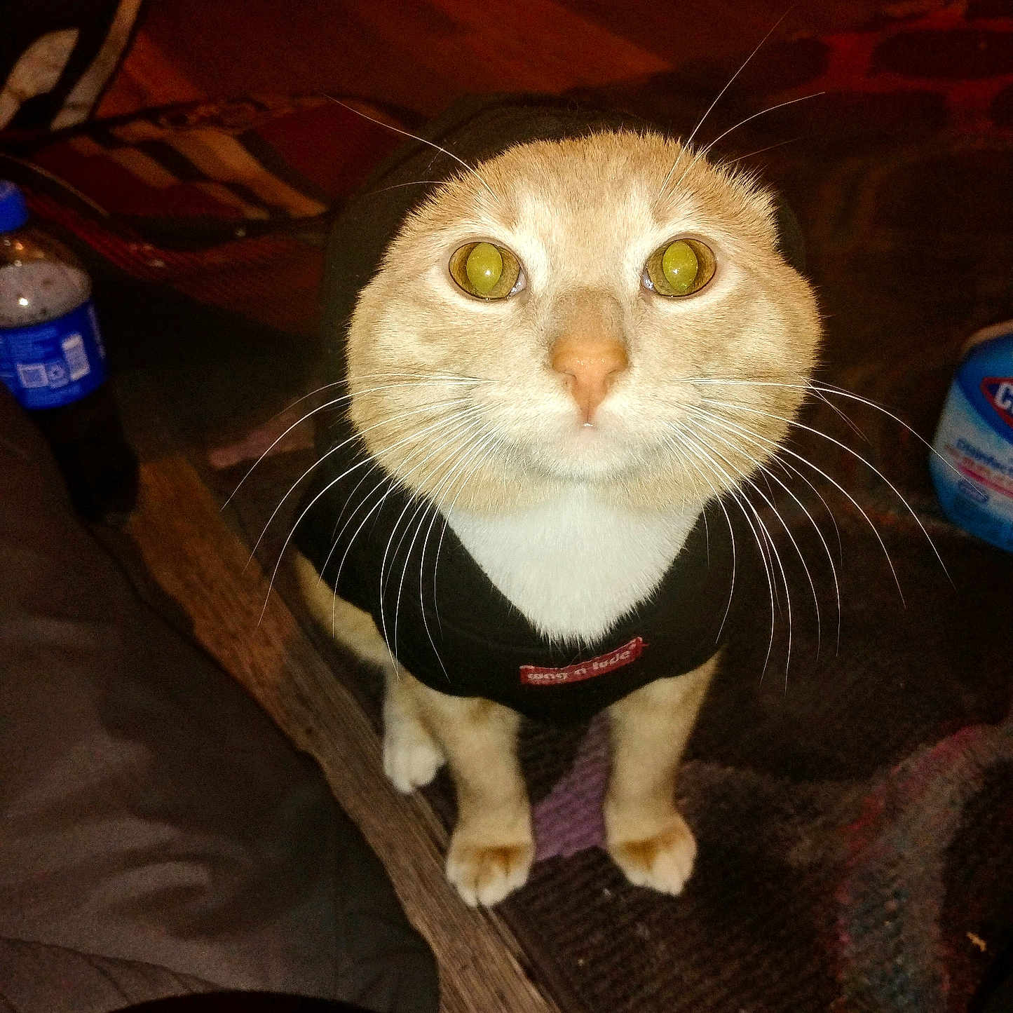 Boo is registered to the contest to win money with this photo: abyssinian, accessories, alcohol, animal, beer, beverage, bottle, can, cat, couch, furniture, hardwood, manx, pet, plywood, siamese, strap, tin, waterbottle, wood