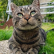 T-Cat participe au concours pour gagner de l'argent avec cette photo : animal, cat, close_up, cute, daylight, feline, fur, garden, grass, green_eyes, mammal, nature, outdoor, paws, pebble_path, pet, portrait, relaxed, tabby, whiskers