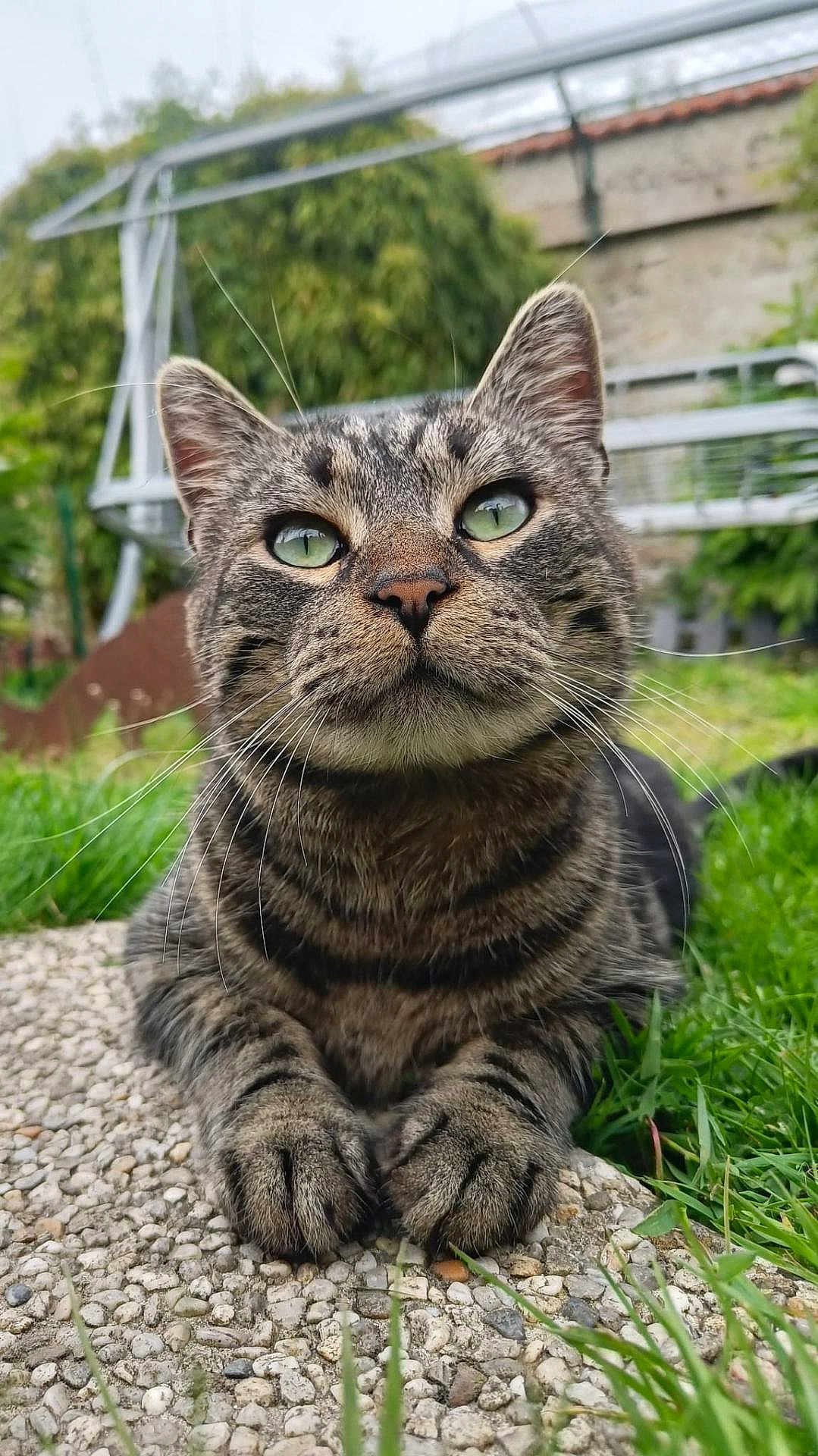 T-Cat participe au concours pour gagner de l'argent avec cette photo : animal, cat, close_up, cute, daylight, feline, fur, garden, grass, green_eyes, mammal, nature, outdoor, paws, pebble_path, pet, portrait, relaxed, tabby, whiskers