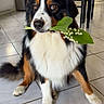 dog, indoor, floor, tile, leaf, flower, pet, animal, tricolor, sitting, furniture, dining_table, chair, cute, adorable, looking, nose, fur, domestic, house