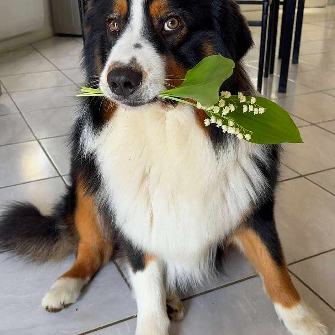Asko a rejoint le concours — aidez-le/la à gagner de superbes lots ! dog, indoor, floor, tile, leaf, flower, pet, animal, tricolor, sitting, furniture, dining_table, chair, cute, adorable, looking, nose, fur, domestic, house