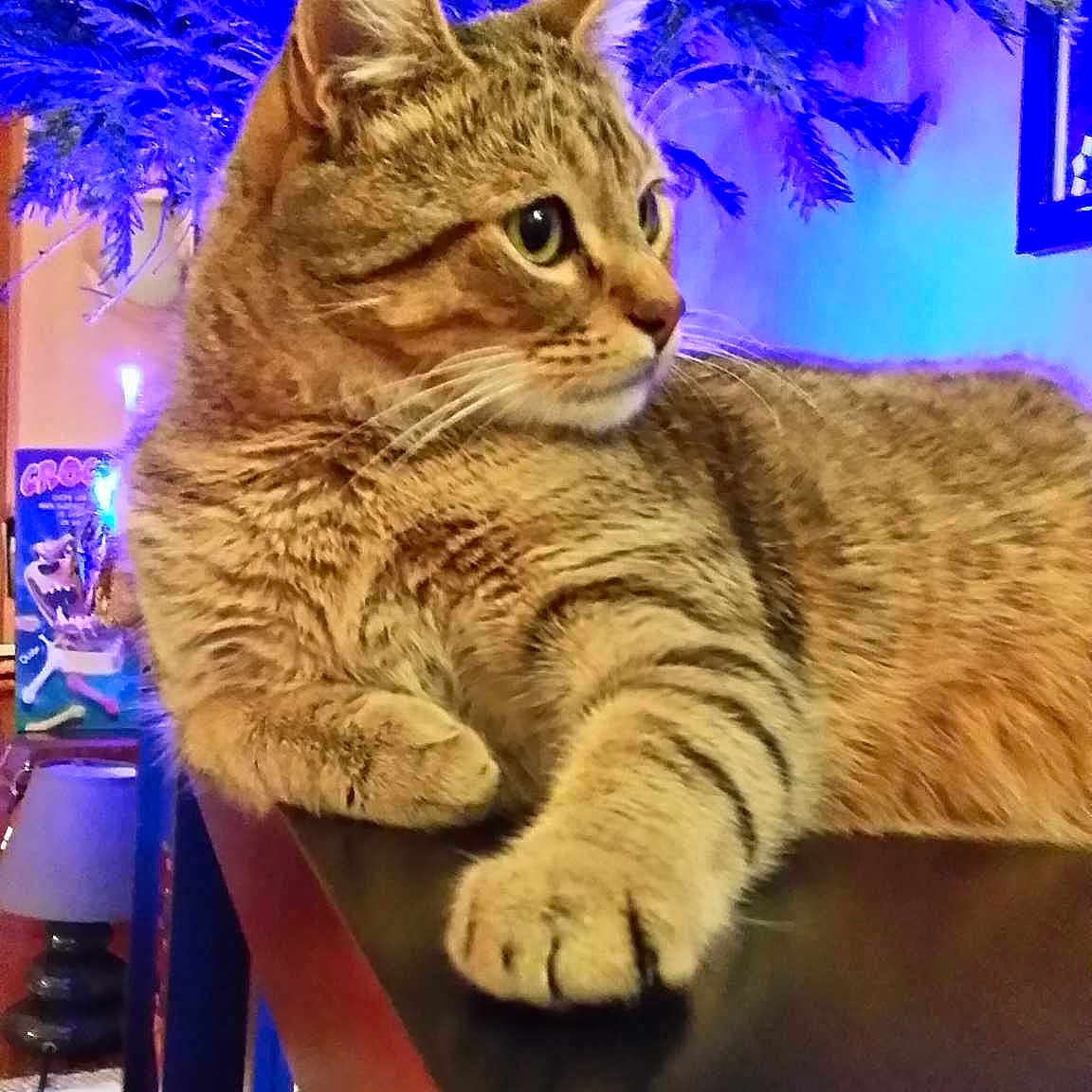 Tigrou