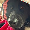 Vador participe au concours pour gagner de l'argent avec cette photo : animal, black_dog, blanket, close_up, cozy, curious, dog, face, fur, hood, indoor, looking, natural_light, pet, portrait, red_towel, snout, soft_texture, towel, window