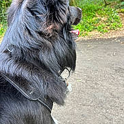 Vador participe au concours pour gagner de l'argent avec cette photo : alert, animal, black_dog, canine, collar, daylight, dog, fluffy, fur, greenery, harness, mammal, nature, outdoor, park, pet, side_view, snout, tongue_out, walking