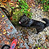 Vador participe au concours pour gagner de l'argent avec cette photo : autumn_leaves, black_dog, canine, creek, dog, fallen_leaves, greenery, happy, harness, nature, outdoor, person, pet, playful, red_shoes, rocks, shoes, walking, water, wooden_plank