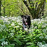 animal, black_dog, collar, dog, flora, flower_field, forest, grass, green_leaves, happy, leafy, nature, outdoor, pet, scenic, spring, sunlight, tongue_out, trees, white_flowers