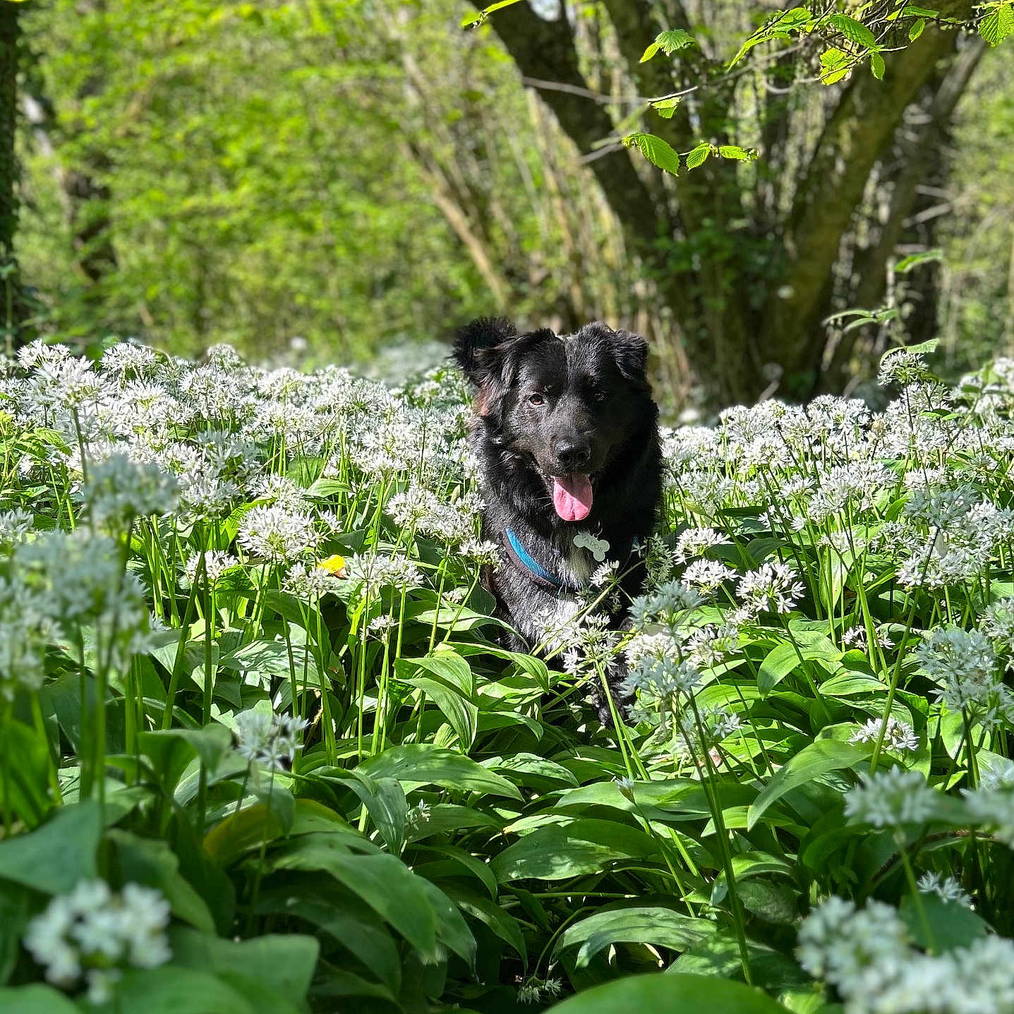 Vador a rejoint le concours — aidez-le/la à gagner de superbes lots ! animal, black_dog, collar, dog, flora, flower_field, forest, grass, green_leaves, happy, leafy, nature, outdoor, pet, scenic, spring, sunlight, tongue_out, trees, white_flowers