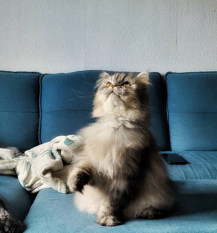 Ryu a rejoint le concours — aidez-le/la à gagner de superbes lots ! british_longhair, carnivore, cat, claw, comfort, companion_dog, couch, fawn, felidae, fur, grey, paw, plant, room, sitting, small_to_medium_sized_cats, sofa_bed, studio_couch, tail, whiskers