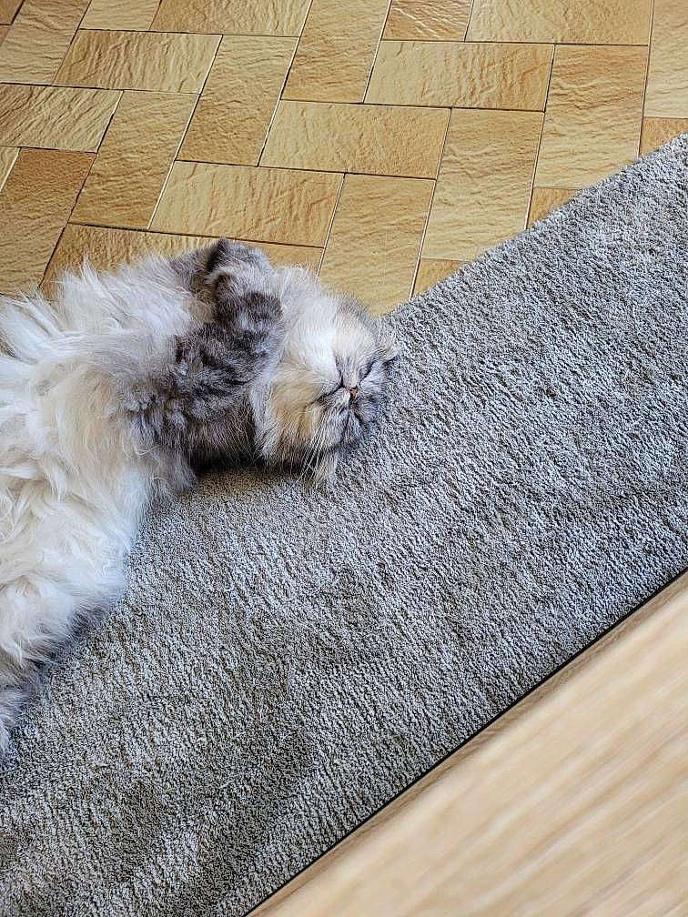 Ryu participe au concours pour gagner de l'argent avec cette photo : asphalt, canidae, carnivore, cat, comfort, companion_dog, dog_breed, fawn, felidae, floor, flooring, grey, hardwood, paw, road_surface, small_to_medium_sized_cats, tail, textile, whiskers, wood