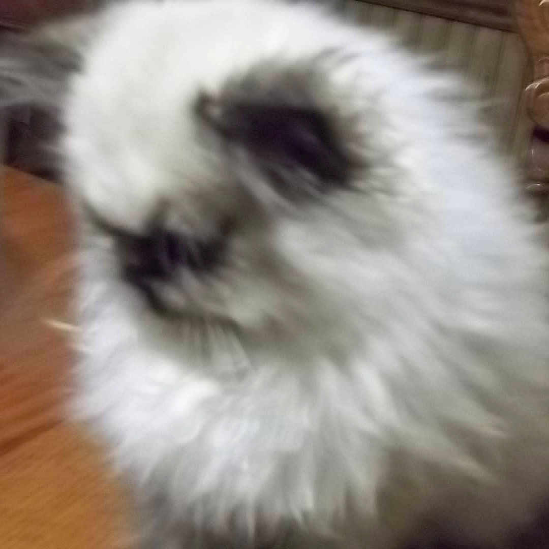 Lovable Kittens