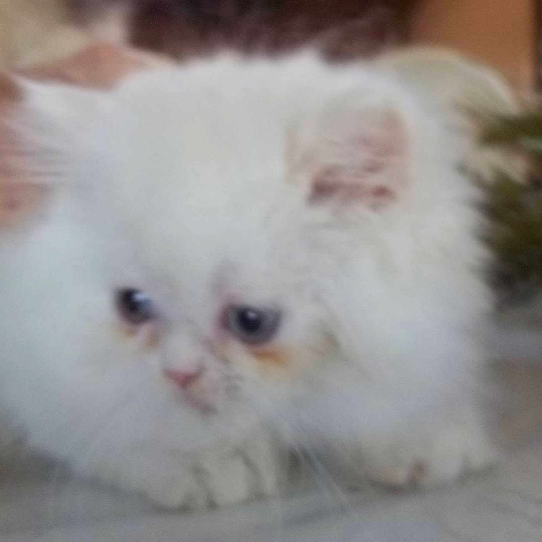 Baby Kitten