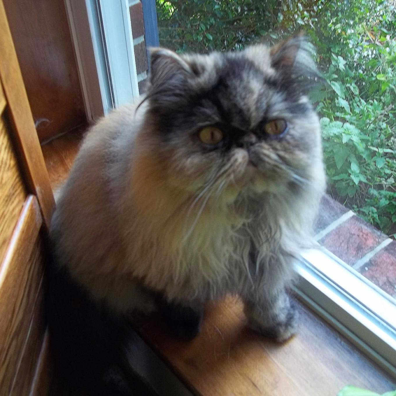 Chloe