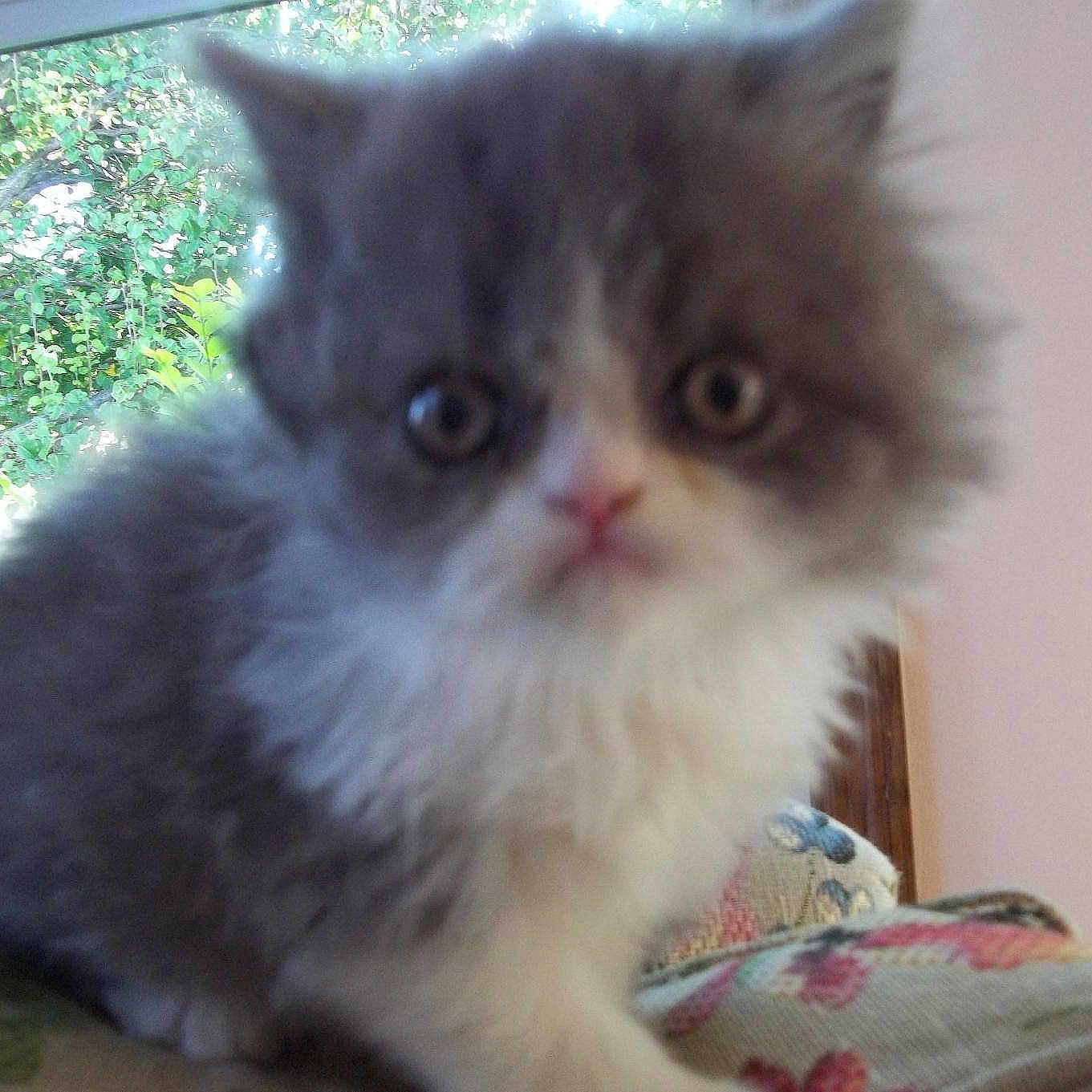 Precious