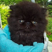 Kittens joined the competition — help win amazing prizes!