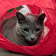 Vinny Blu is registered to the contest to win money with this photo: cat, gray_cat, pet, animal, fur, ears, whiskers, eyes, red_tunnel, toy, indoor, floor, curious, closeup, cute, feline, resting, playful, cozy, domestic_cat