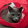 cat, gray_cat, pet, animal, fur, ears, whiskers, eyes, red_tunnel, toy, indoor, floor, curious, closeup, cute, feline, resting, playful, cozy, domestic_cat
