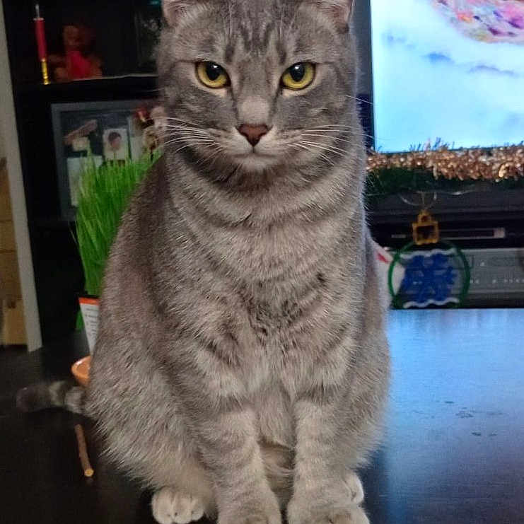 Lina Rose joined the competition — help win amazing prizes! animal, cat, closeup, decoration, domestic_cat, feline, fur, furniture, gray_tabby, household, indoor, living_room, pet, plant, portrait, sitting, table, television, whiskers, yellow_eyes