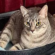 Lina Rose is registered to the contest to win money with this photo: cat, tabby_cat, pet_bed, yellow_eyes, fur, striped, animal, mammal, indoor, cozy, resting, cute, whiskers, ears, closeup, feline, relaxed, domestic_cat, looking, portrait