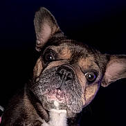 Cupcake is registered to the contest to win money with this photo: animal, black, brown, canine, close_up, cute, dark_background, dog, ears, expression, face, fur, indoor, looking, muzzle, pet, portrait, snout, whiskers, white