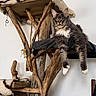 cat, feline, pet, wood, cat_tree, fur, indoor, animal, relaxed, paws, fluffy, resting, home, domestic, mammal, tree, brown, white, gray, yellow_eyes