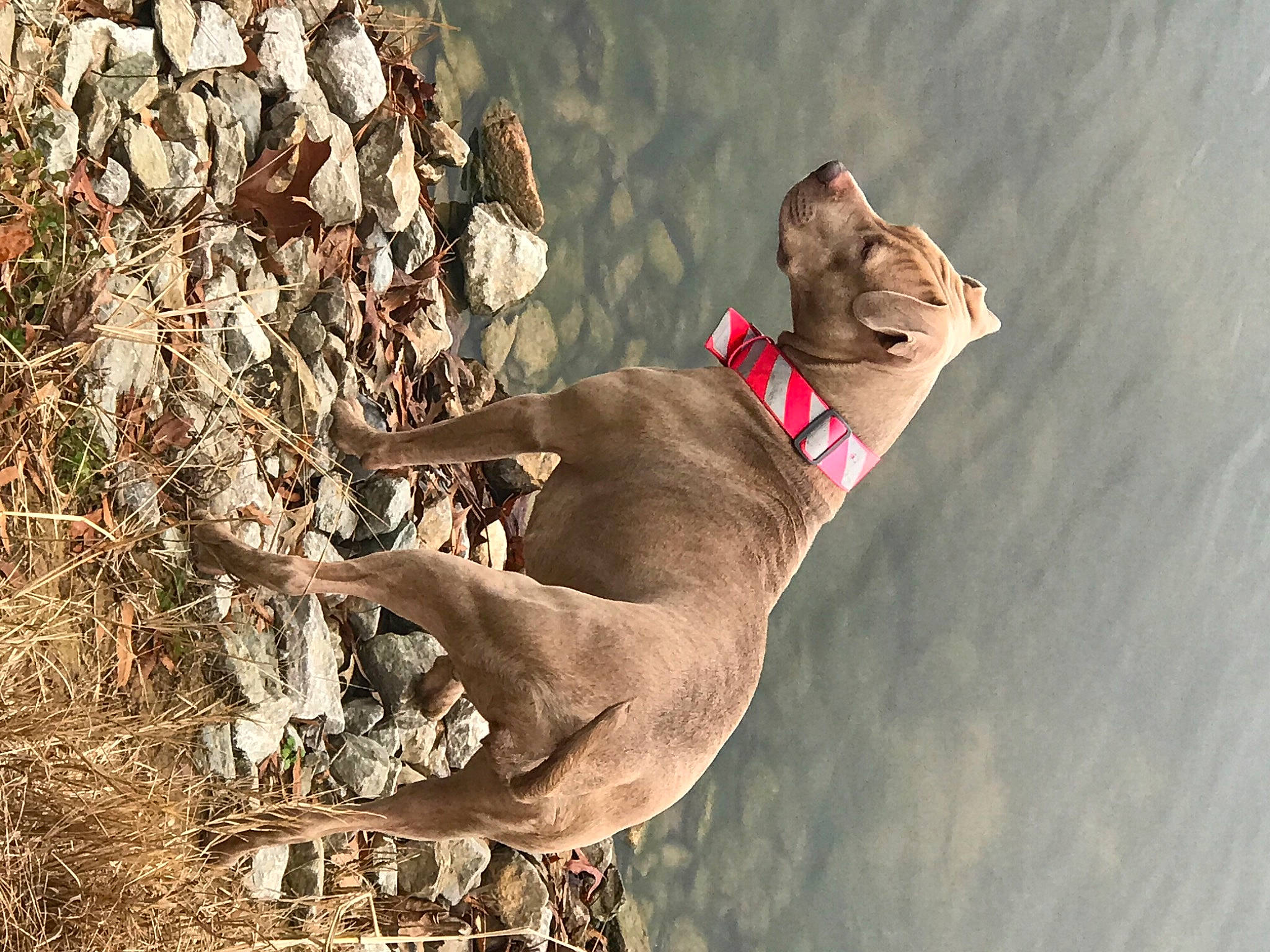 Nala joined the competition — help win amazing prizes! adventure, art, canidae, carnivore, dog, dog_breed, dog_hiking, fawn, guard_dog, hunting_dog, plant, recreation, rock, soil, sporting_group, tail, tree, twig, wildlife, wood