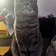 Echo is registered to the contest to win money with this photo: cat, tabby, pet, animal, fur, whiskers, indoor, domestic, portrait, sitting, cute, feline, looking_up, striped, mammal, closeup, eyes, ears, nose, soft_light