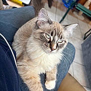 Coco joined the competition — help win amazing prizes! cat, kitten, fluffy_cat, lap, sitting, whiskers, blue_eyes, indoor, tile_floor, furniture, water_bottles, denim, person_lap, paw, tail, close_up, portrait, house_pet, relaxed, fur