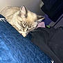 Coco is registered to the contest to win money with this photo: cat, kitten, sleeping, bed, blanket, blue_bedspread, fur, paw, cozy, pet, indoor, bedroom, whiskers, ear, hoodie, clothes, wall, nap, closeup, cute