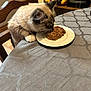 Coco is registered to the contest to win money with this photo: cat, feline, pet, eating, plate, food, table, tablecloth, chair, indoor, whiskers, paw, dish, wet_food, domestic, close_up, curious, wooden_chair, kitchen_shelf, napkin