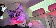 Coco joined the competition — help win amazing prizes! cat, kitten, car_interior, seat, headrest, collar, bell, fluffy, licking, pink_lighting, purple_lighting, fur, pet, portrait, passenger, jacket, cozy, indoor, leather_seat, whiskers