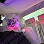 cat, kitten, car_interior, seat, headrest, collar, bell, fluffy, licking, pink_lighting, purple_lighting, fur, pet, portrait, passenger, jacket, cozy, indoor, leather_seat, whiskers