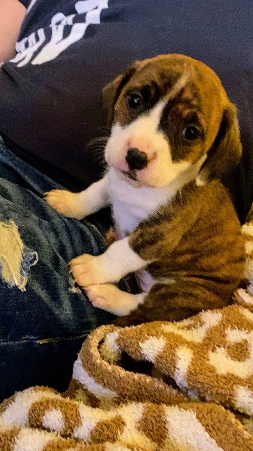 Honey is registered to the contest to win money with this photo: beaglier, canidae, carnivore, comfort, companion_dog, dog, dog_breed, fawn, fur, hound, paw, scent_hound, snout, sporting_group, tail, terrestrial_animal, toy