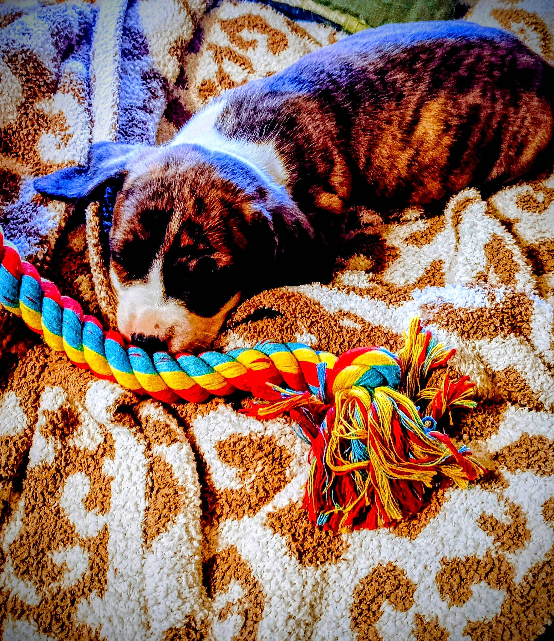 Honey joined the competition — help win amazing prizes! art, carnivore, carpet, cat, comfort, domestic_short_haired_cat, fawn, felidae, fur, grass, linens, nap, orange, pattern, small_to_medium_sized_cats, tail, terrestrial_animal, textile, whiskers, wood