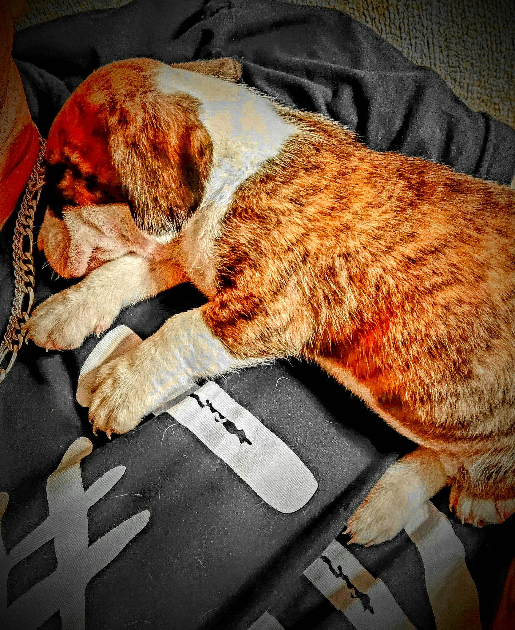 Honey is registered to the contest to win money with this photo: automotive_exterior, car_seat, carnivore, comfort, companion_dog, dog, dog_breed, eyewear, fawn, felidae, human_leg, lap, leg, linens, luggage_and_bags, small_to_medium_sized_cats, snout, vehicle_door, whiskers, windshield