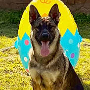 Jaeger Simmons joined the competition — help win amazing prizes! dog, german_shepherd, grass, sunlight, easter_decoration, bunny_ears, colorful, outdoor, animal, pet, happy, tongue_out, sitting, wall, stone_wall, spring, holiday, festive, cute, nature
